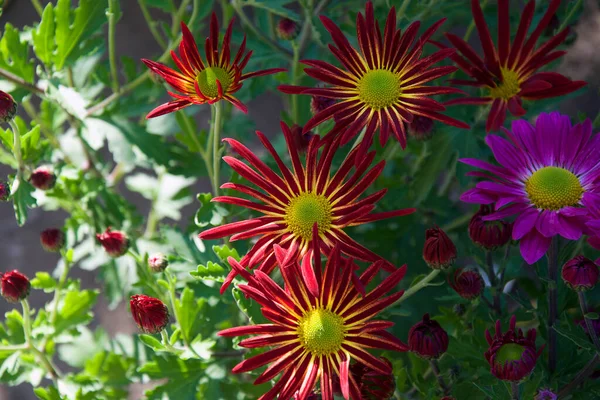 Flores Bonitas Crescendo Livre Jardim Conceito Verão Vista Próxima — Fotografia de Stock