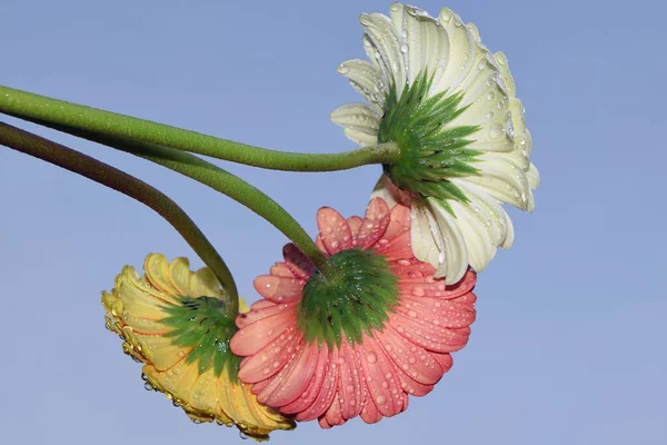 空を背景にした美しいガーベラの花夏のコンセプト近景 — ストック写真