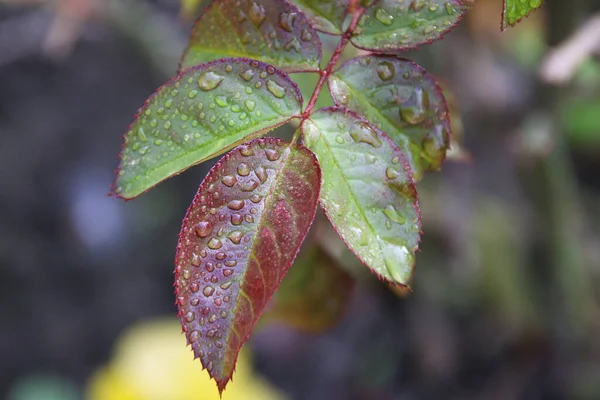 Vista Pitoresca Folhas Rosa Verde Com Gotas Água Vista Próxima — Fotografia de Stock