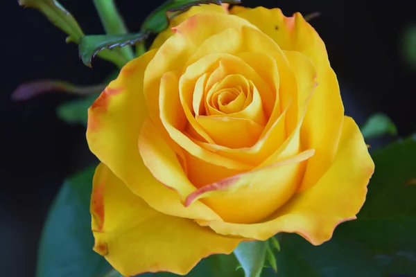 Hermosa Rosa Sobre Fondo Oscuro Concepto Verano Vista Cercana —  Fotos de Stock
