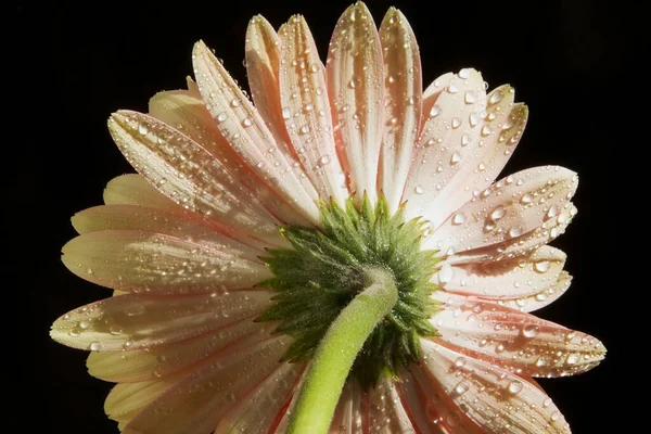 Close Amazing Flower Blossom — Stock Photo, Image