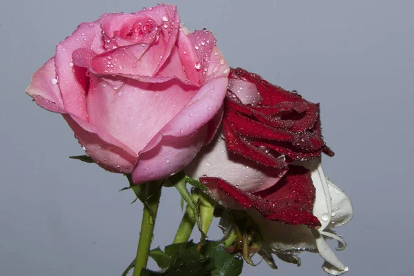 Hermosas Rosas Sobre Fondo Oscuro Vista Cercana — Foto de Stock