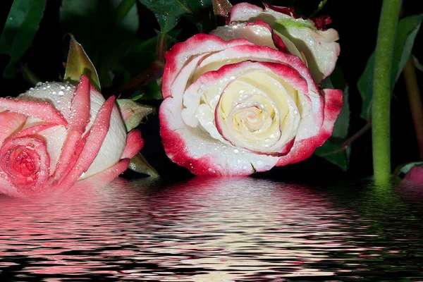 Schöne Rosen Auf Dunklem Hintergrund Nahsicht — Stockfoto