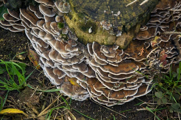 Närbild Skott Svamp Som Växer Marken — Stockfoto