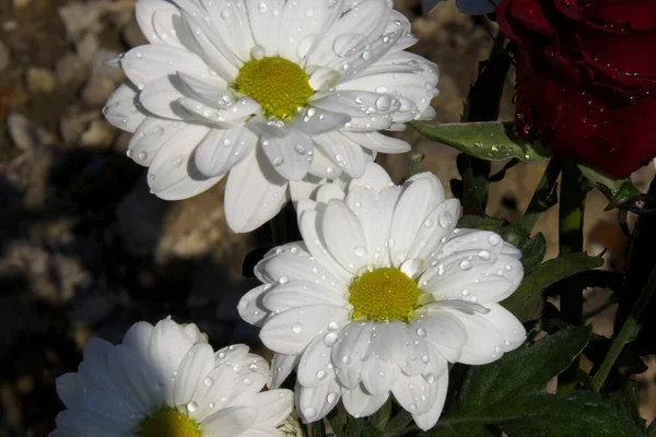 Bahçede Yetişen Güzel Çiçekler Yaz Konsepti Yakın Manzara — Stok fotoğraf