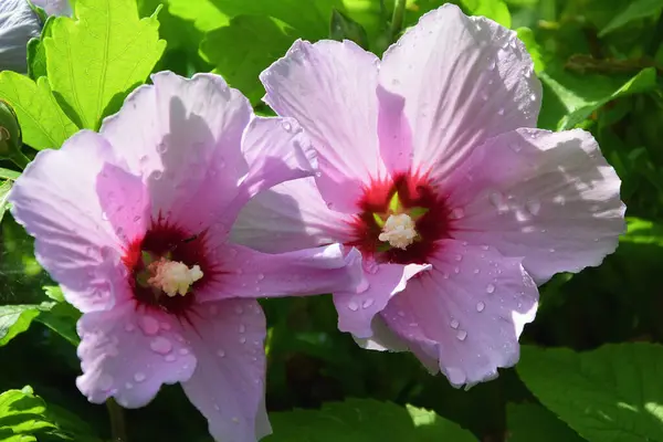 Hermosas Flores Que Crecen Aire Libre Jardín Concepto Verano Vista — Foto de Stock