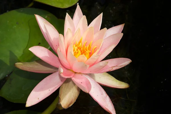 Belle Floraison Lotus Poussant Dans Étang Jour Été — Photo