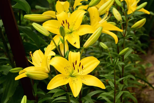 Flores Bonitas Crescendo Livre Jardim Conceito Verão Vista Próxima — Fotografia de Stock