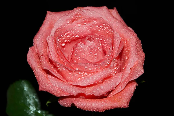 Smuk Rose Mørk Baggrund Sommer Koncept Tæt Udsigt - Stock-foto