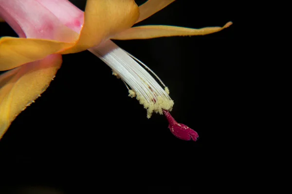 Bela Flor Fundo Escuro Conceito Verão Vista Próxima — Fotografia de Stock