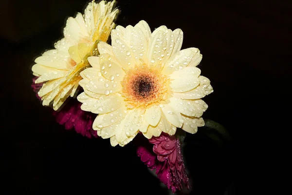 Close Amazing Flowers Blossom — Stock Photo, Image