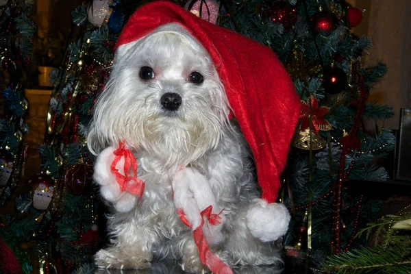 Carino Cane Cappello Babbo Natale Seduto Vicino Decorato Albero Natale — Foto Stock