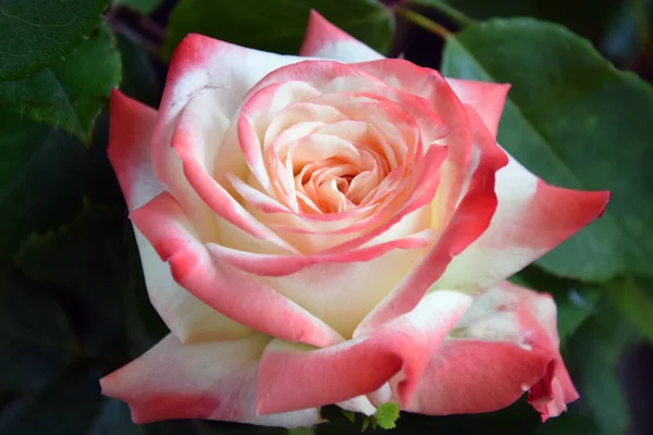 Hermosa Rosa Sobre Fondo Oscuro Concepto Verano Vista Cercana — Foto de Stock