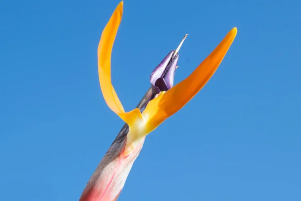 Bela Flor Fundo Céu Conceito Verão Vista Perto — Fotografia de Stock