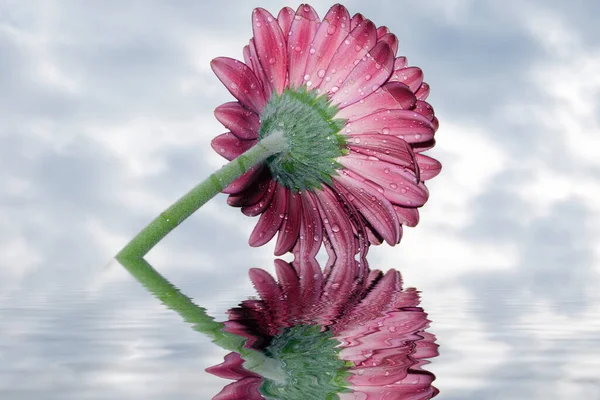 Beautiful Gerbera Flower Sky Background Summer Concept Close View — Stock Photo, Image