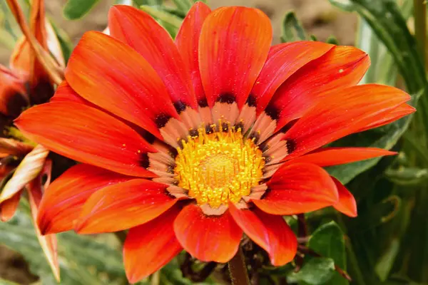 Beautiful Gerbera Flower Growing Outdoor Garden Summer Concept Close View — Stock Photo, Image