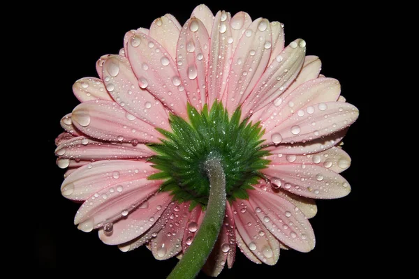 Schöne Gerbera Auf Dunklem Hintergrund Sommerkonzept Nahsicht — Stockfoto