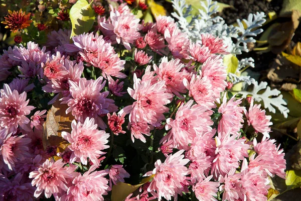 Schöne Blumen Wachsen Freien Garten Sommerkonzept Nahsicht — Stockfoto