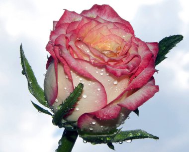 Gökyüzü arka planında güzel bir gül, yaz konsepti, yakın manzara  