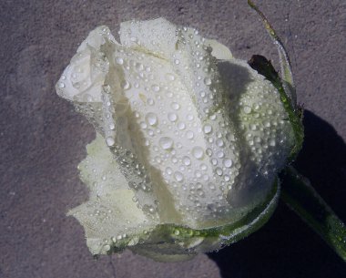 Kumda güzel bir gül, yaz konsepti, yakın manzara.  