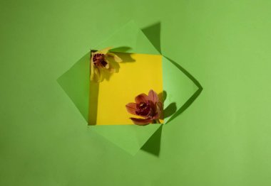 Orkide çiçekleri, yakın görüş, sevgililer günü konsepti ile açılmış kağıdın yaratıcı kompozisyonu 