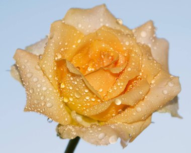 Gökyüzü arka planında güzel bir gül, yaz konsepti, yakın manzara  