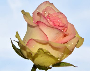 Gökyüzü arka planında güzel bir gül, yaz konsepti, yakın manzara  