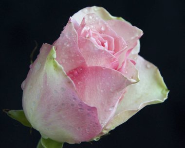 Koyu arkaplanda güzel bir gül, yaz konsepti, yakın görüş  