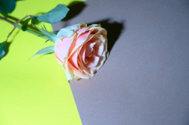 Parlak arka planda güzel bir gül çiçeği, yaz konsepti, yakın görüş  