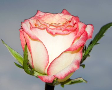 Gökyüzü arka planında güzel bir gül, yaz konsepti, yakın manzara  