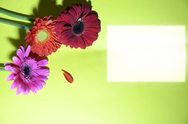 Parlak arka planda güzel Gerbera çiçekleri, yaz konsepti, yakın görüş  