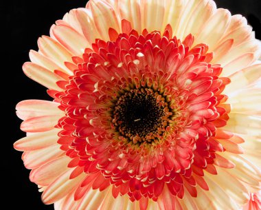 Güzel Gerbera koyu arkaplan, yaz konsepti, yakın görüş  