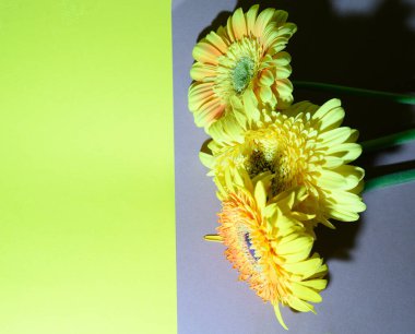 Parlak arka planda güzel Gerbera çiçekleri, yaz konsepti, yakın görüş  