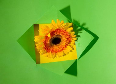 Gerbera, yakın görüş, Sevgililer Günü konsepti ile açılan kağıdın yaratıcı kompozisyonu 