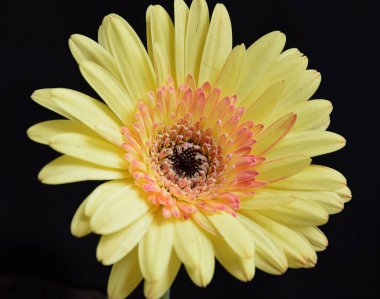 Koyu arkaplanda güzel Gerbera çiçeği, yakın görüş 