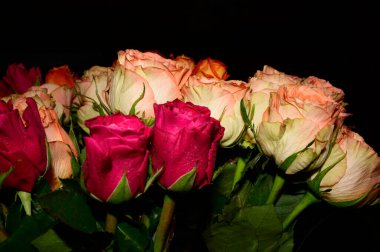 Bulanık arkaplanda güzel güller, yakın görüş. 