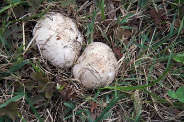 Yerde büyüyen mantarların yakın plan çekimi.