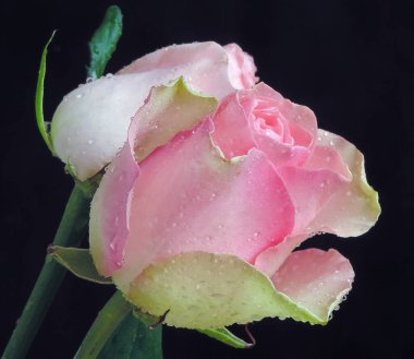 Koyu arkaplanda güzel güller, yakın manzara 