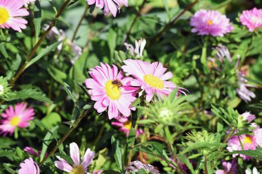 Bahçede yetişen güzel çiçekler, yaz konsepti, yakın manzara.  