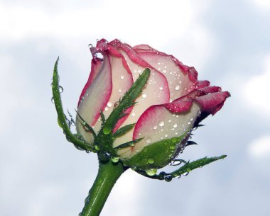 Gökyüzü arka planında güzel bir gül, yaz konsepti, yakın manzara  