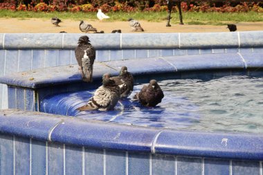 Güneşli bir günde şehir çeşmesinde yüzen güvercinler.