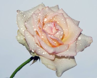 Gökyüzü arka planında güzel bir gül, yaz konsepti, yakın manzara  