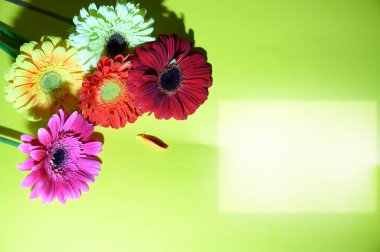 Parlak arka planda güzel Gerbera çiçekleri, yaz konsepti, yakın görüş  