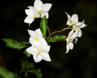 Bahçede yetişen güzel çiçekler, yaz konsepti, yakın manzara.  