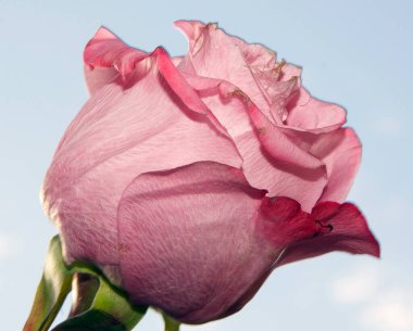 Gökyüzü arka planında güzel bir gül, yaz konsepti, yakın manzara  