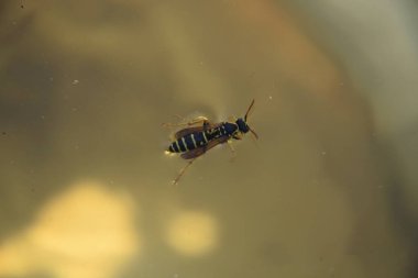 Camdaki küçük eşekarısı, üst manzara.