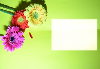 Parlak arka planda güzel Gerbera çiçekleri, yaz konsepti, yakın görüş  