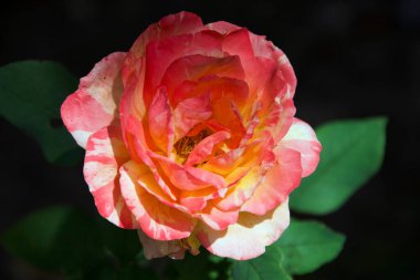 Koyu arkaplanda güzel bir gül, yaz konsepti, yakın görüş  