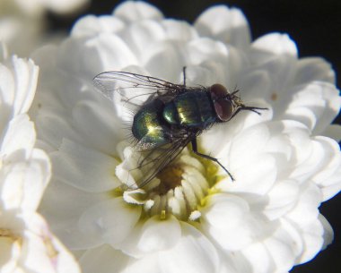 Koyu arka planda güzel bir çiçeğin üzerinde uç, yaz konsepti, yakın görüş  