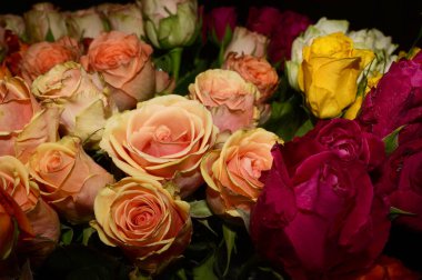 Bulanık arkaplanda güzel güller, yakın görüş. 